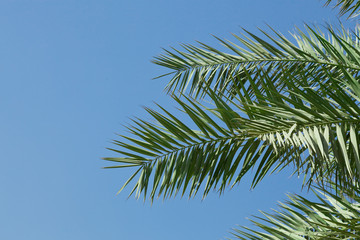 Palm branch against the clear blue sky