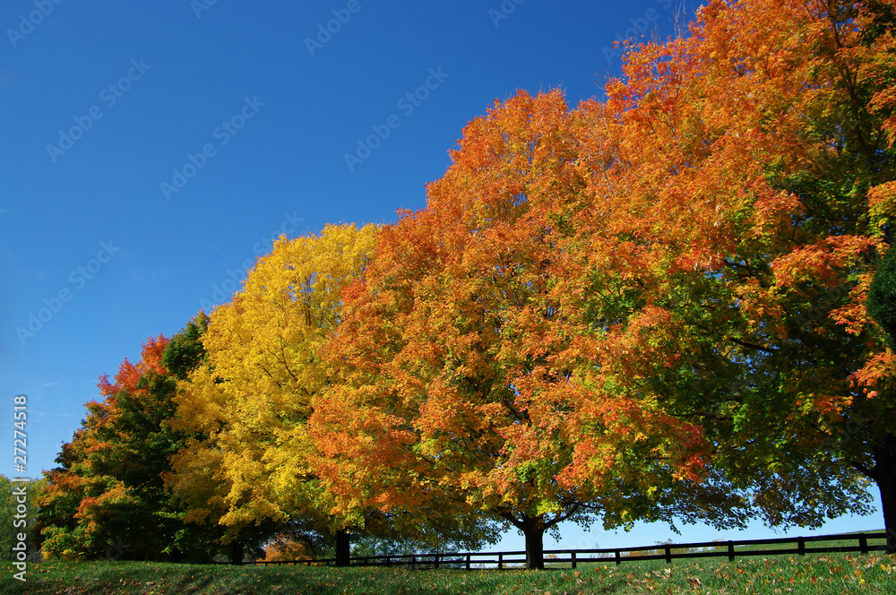 Wall mural trees in fall colors