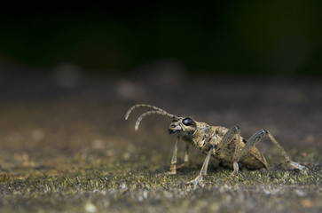Rębacz szary Rhagium mordax