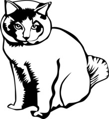 Fototapeta na wymiar Black and white cat