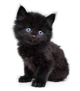 Cute Short-fur Black Kitten With Blue Eyes · Free Stock Photo