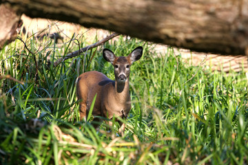 White-tailed Deer Doe