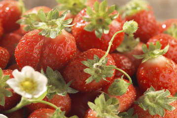 Fraises gariguette