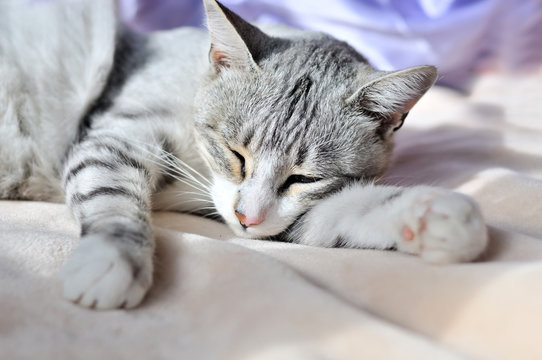 sweet dreams of cat