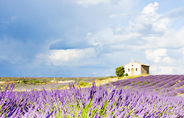 chapel with lavender field, Plateau de Valensole, Provence, Fran