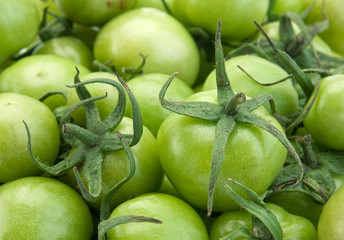 Green raw tomato