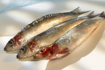 Sardines