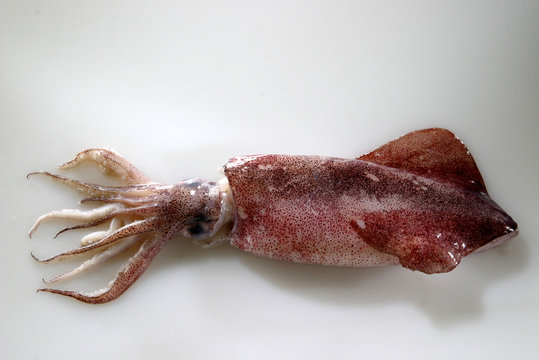Calamar