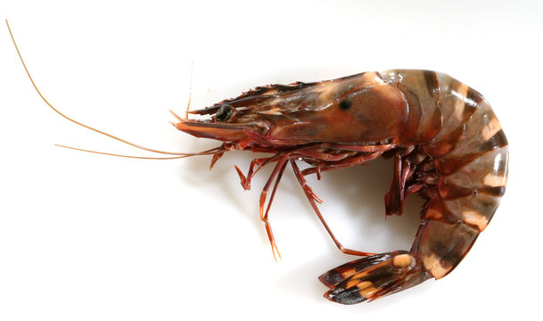 Gamba