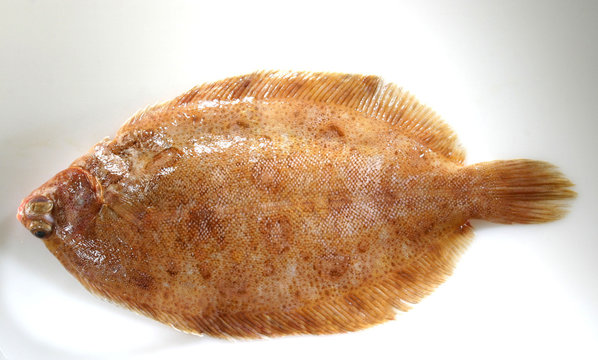 Limande-sole