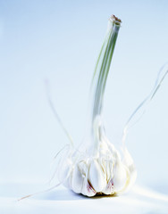 T&ecirc;te d'ail fra&icirc;che