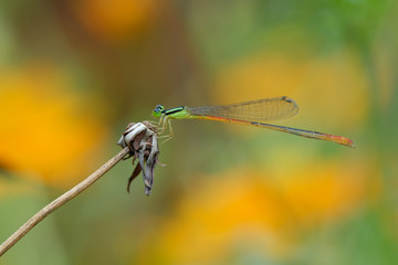 Libellula