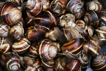 Escargots de bourgogne