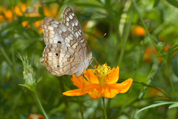 Anartia jatrophae linnaeus