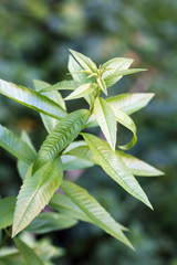 Verveine