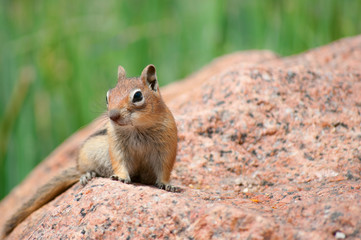 Waiting Chipmunk