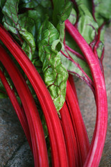 Rhubarbe