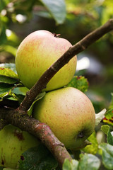 Pommes reinettes sur l'arbre