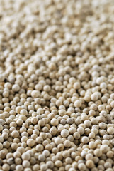Lit de poivre blanc en grains