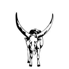 black and white watussi vector illustration