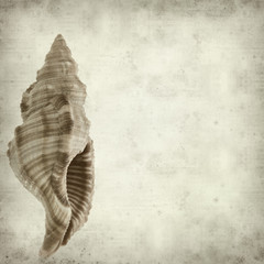 textured old paper background with  beautiful sea shell