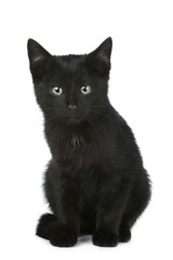 Black shorthair kitten