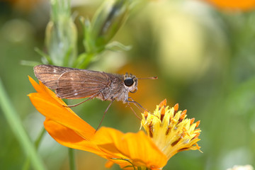 Hylephila phyleus - (Fiery skipper)
