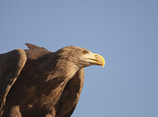 big brown eagle