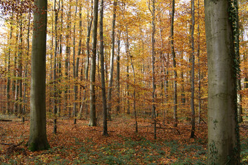 Fototapeta premium Herbst