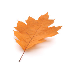 Dry Oak Leaf