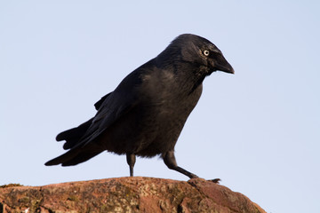Crow