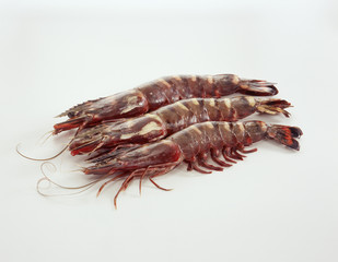 Grosses crevettes