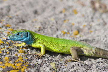 Naklejka na ściany i meble green lizard