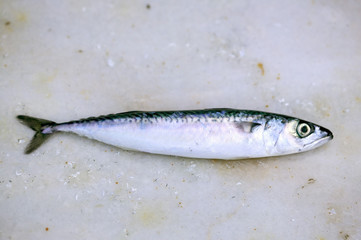 Sardine fraîche