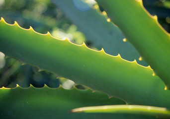 Feuille de cactus