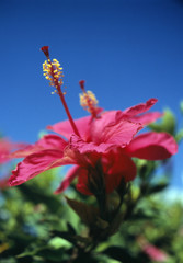 hibiscus