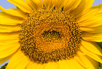 Naklejka premium Close-up of sunflower against a blue sky