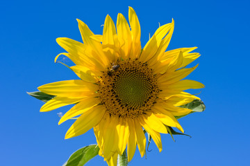 Nice yellow sunflower on a blue sky background