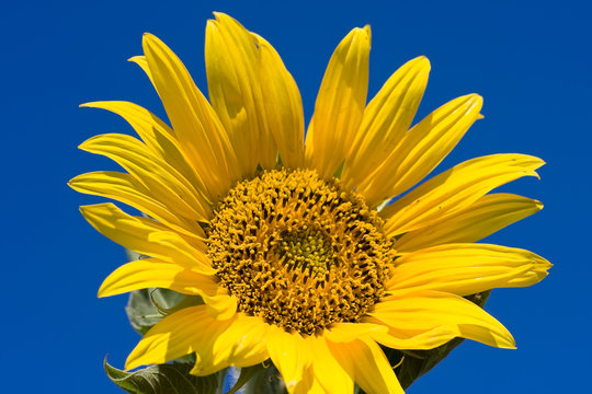 Nice yellow sunflower on a blue sky background