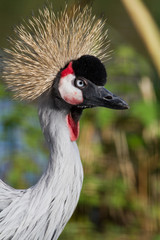 African Crowned Crane
