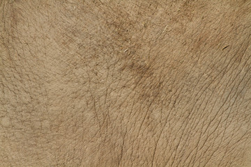 Elephant Skin