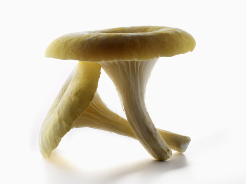 Pleurote jaune