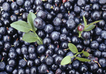 Myrtilles