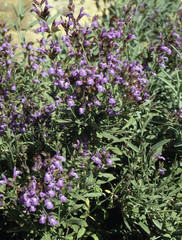 Obraz premium Sauge officinale