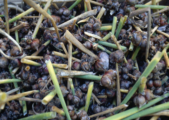 Tas d'ail rocambole