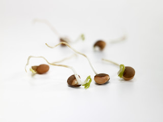 Pousses de lentilles
