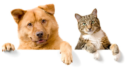 Dog and Cat above white banner - 27288920