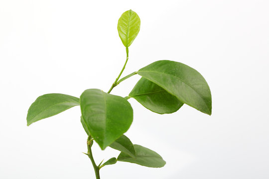 Fresh lemon leaves on isolated white background