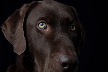 Chocolate labrador dog portrait