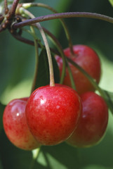 Cerises sur arbre